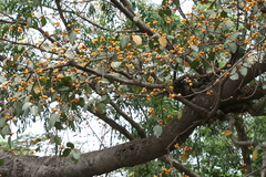 Ficus drupacea var. pubescens